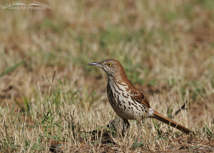 Brown Thrasher looking for food on the ground, Sebastian County, Arkansas