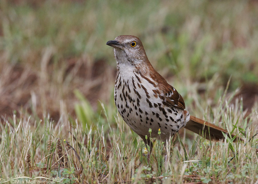 Brown Thrasher Images