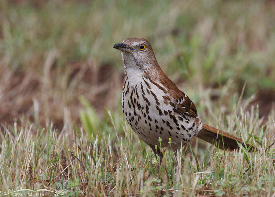 Adult Brown Thrasher up close, Sebastian County, Arkansas