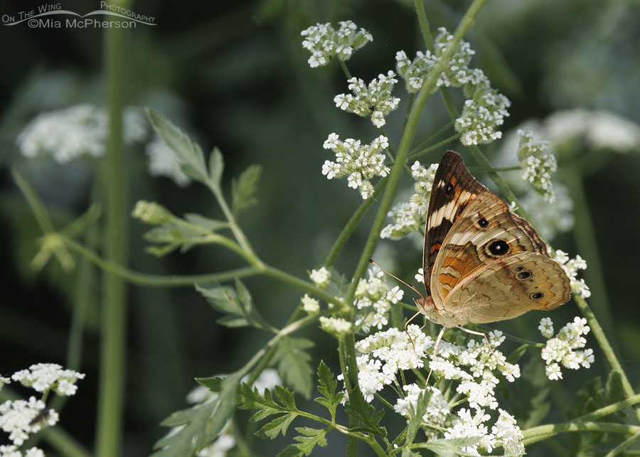 Common Buckeye butterfly nectaring on white flowers, Sequoyah National Wildlife Refuge, Oklahoma