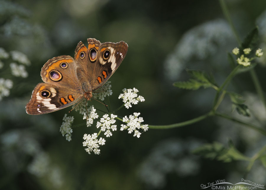 Common Buckeye Butterfly Images