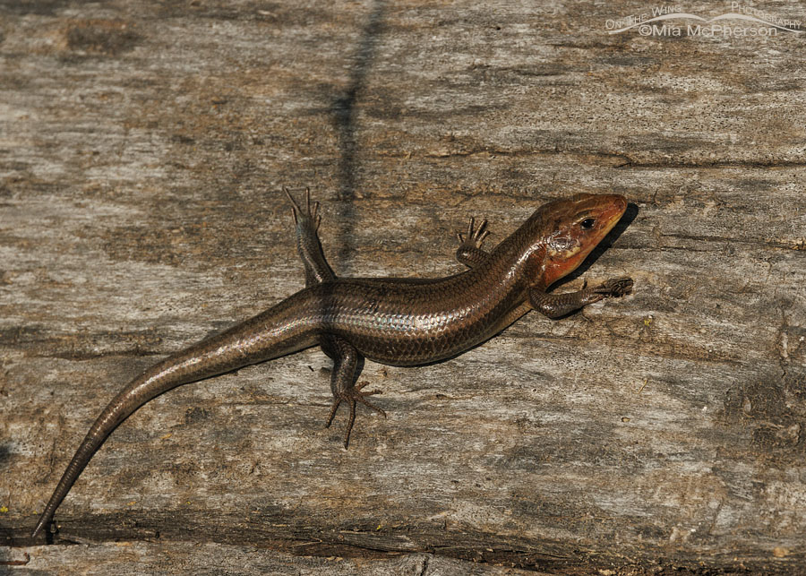 Adult male Common Five-lined Skink at Sequoyah NWR, Oklahoma