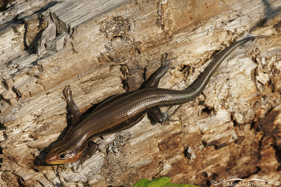 Common Five-lined Skink male at Sequoyah NWR, Oklahoma