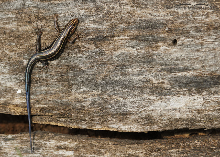 Common Five-lined Skink Images