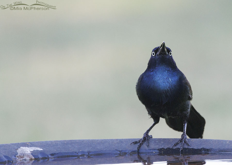 Common Grackle male with a surprised look, Sebastian County, Arkansas