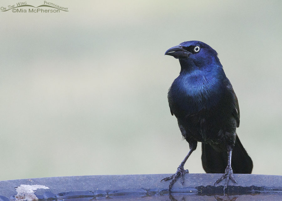 Adult male Common Grackle on a birdbath, Sebastian County, Arkansas