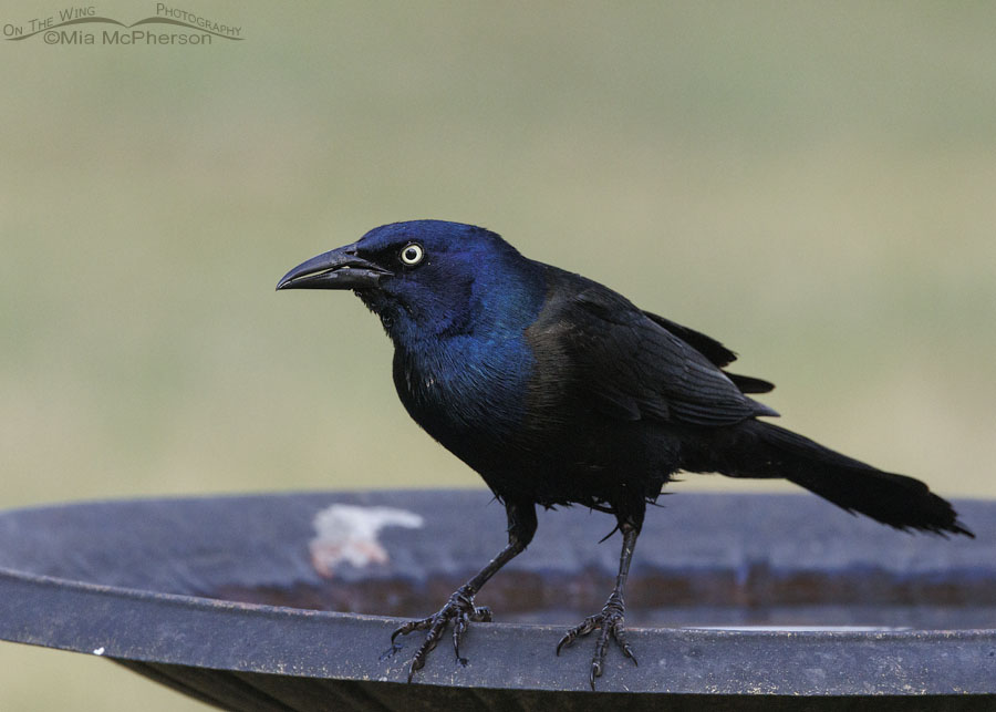 Common Grackle Images