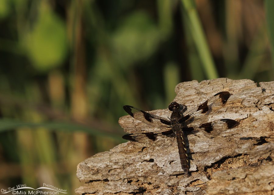 Female Common Whitetail dragonfly on a fallen tree, Sequoyah National Wildlife Refuge, Oklahoma
