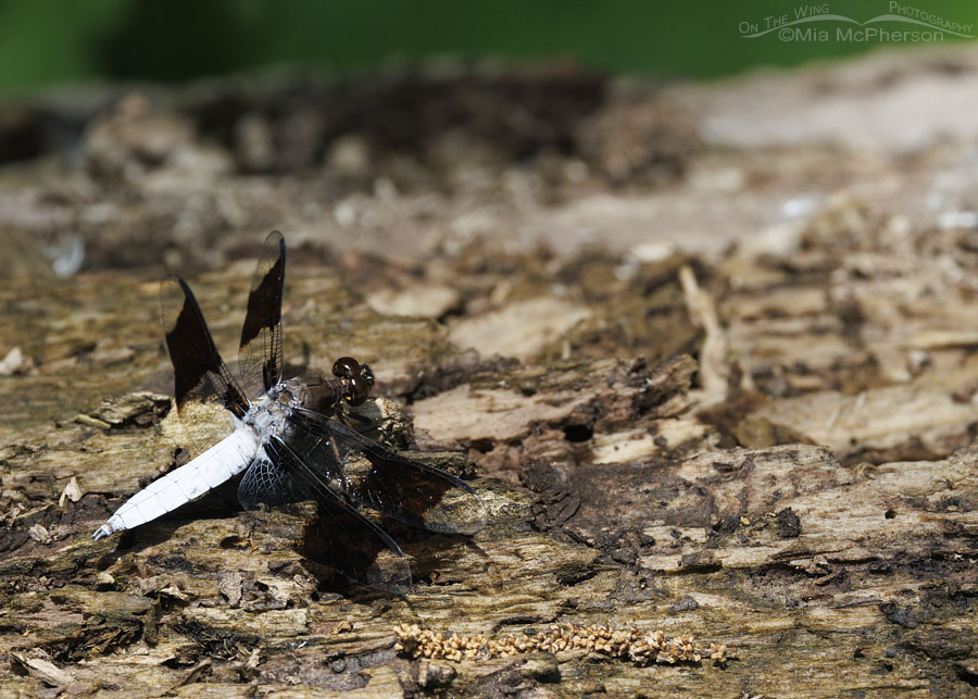 Male Common Whitetail dragonfly on a fallen tree, Sequoyah National Wildlife Refuge, Oklahoma