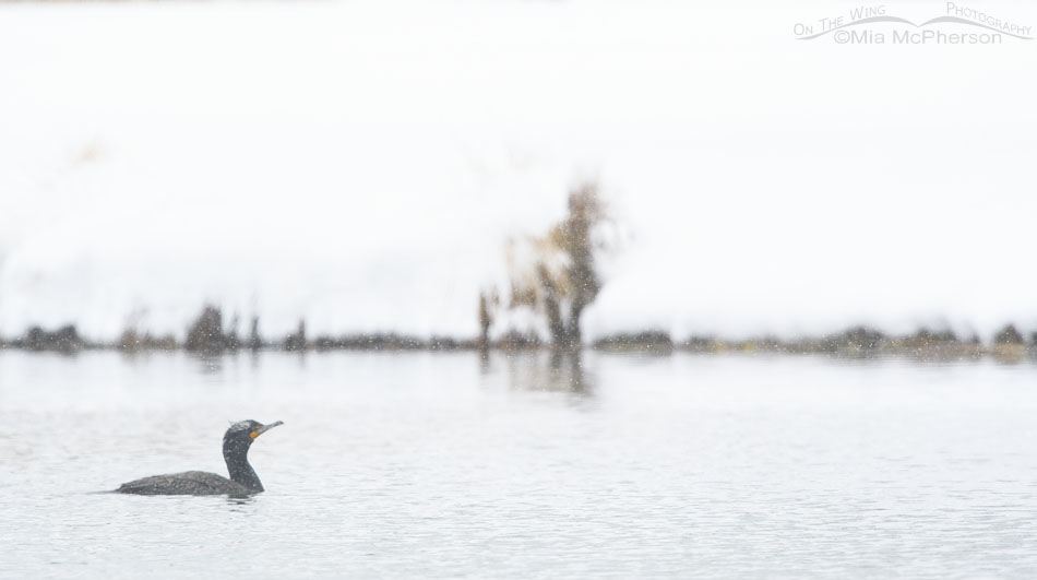 Double-crested Cormorant in a snow storm, Salt Lake County, Utah
