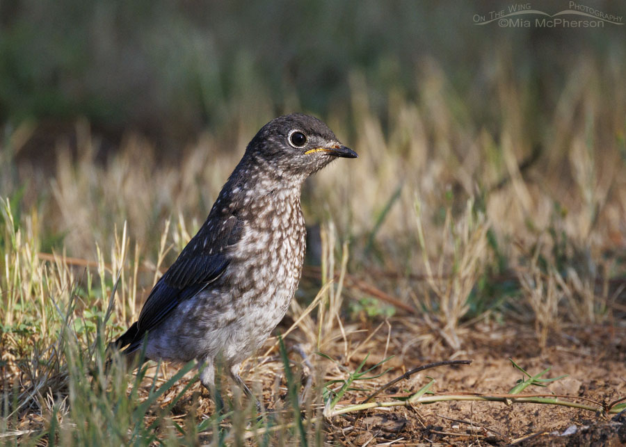 Young Eastern Bluebird foraging on the ground, Sebastian County, Arkansas