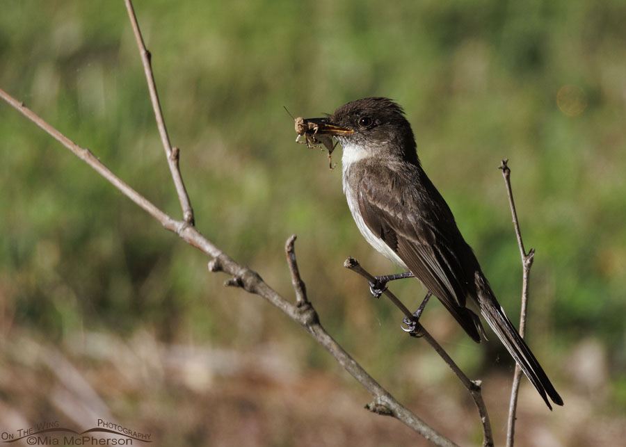 Adult Eastern Phoebe with food for its chicks, Sequoyah National Wildlife Refuge, Oklahoma