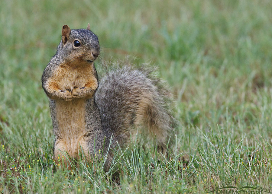 Standing Fox Squirrel adult, Sebastian County, Arkansas