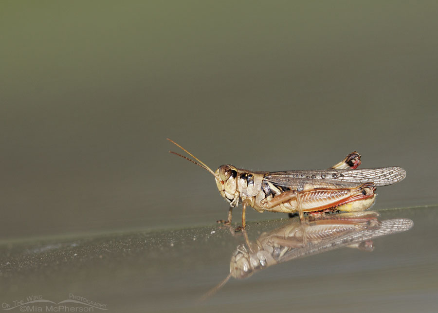 Grasshopper on a pickup, Sequoyah National Wildlife Refuge, Oklahoma