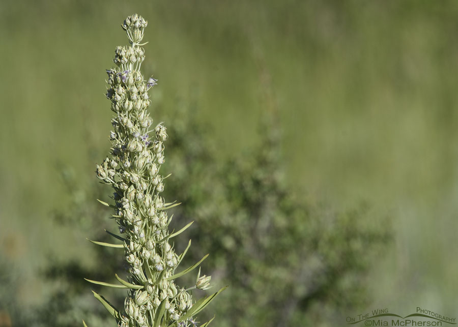 Monument Plant in bloom, Wasatch Mountains, Summit County, Utah