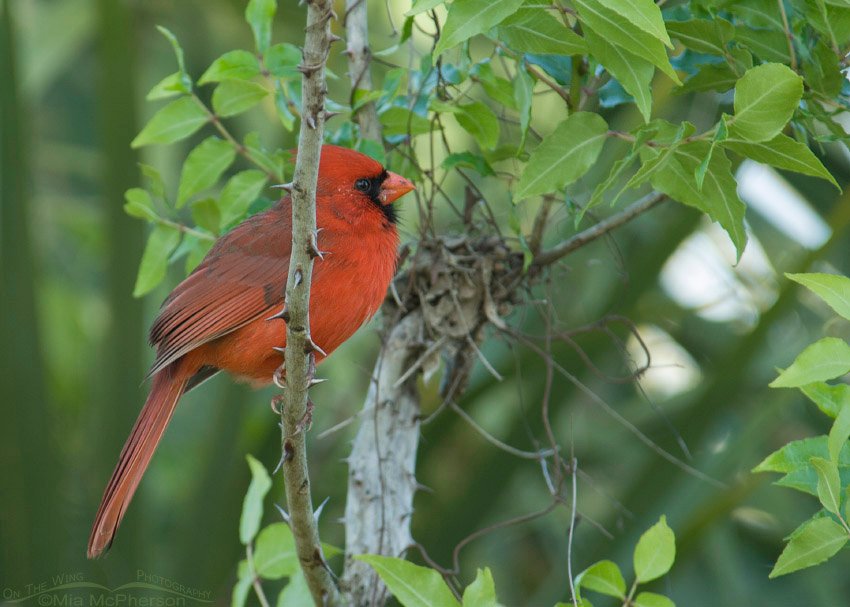 Male Northern Cardinal perched on Greenbrier, Honeymoon Island State Park, Pinellas County, Florida