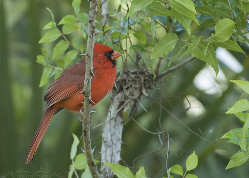 Male Northern Cardinal perched on Greenbrier, Honeymoon Island State Park, Pinellas County, Florida