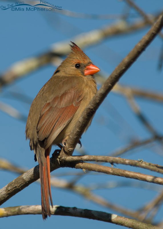 Female Northern Cardinal on Honeymoon Island State Park, Pinellas County, Florida