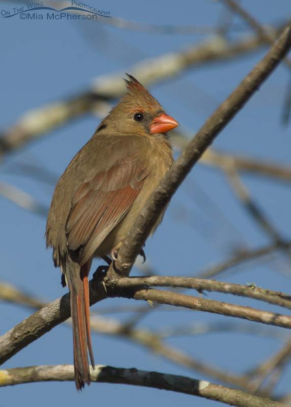 Female Northern Cardinal on Honeymoon Island State Park, Pinellas County, Florida