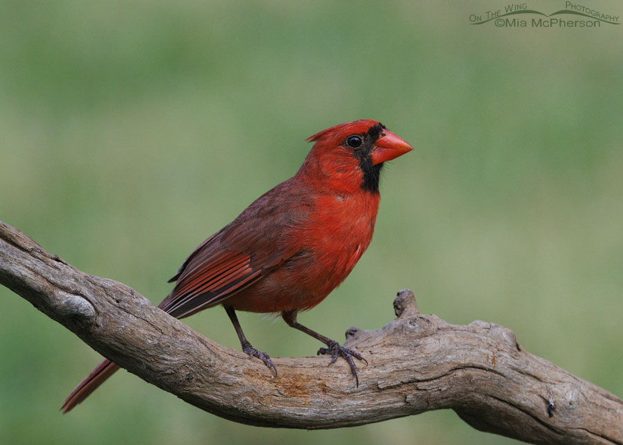 Male Northern Cardinal in Arkansas, Sebastian County