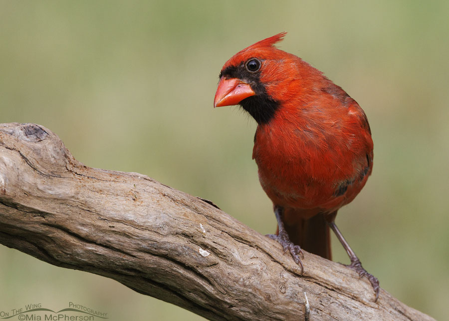 Inquisitive male Northern Cardinal in Arkansas, Sebastian County