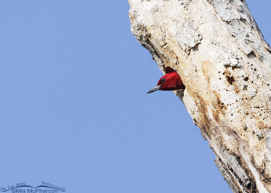 Red-headed Woodpecker poking its head out of its nest, Sequoyah National Wildlife Refuge, Oklahoma