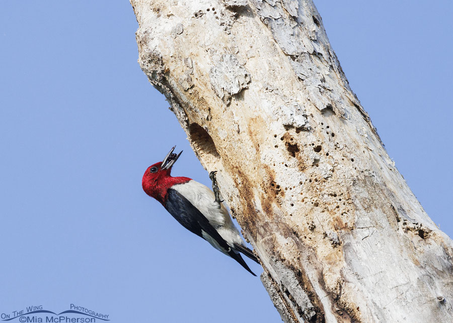 Adult Red-headed Woodpecker with berries at nest, Sequoyah National Wildlife Refuge, Oklahoma