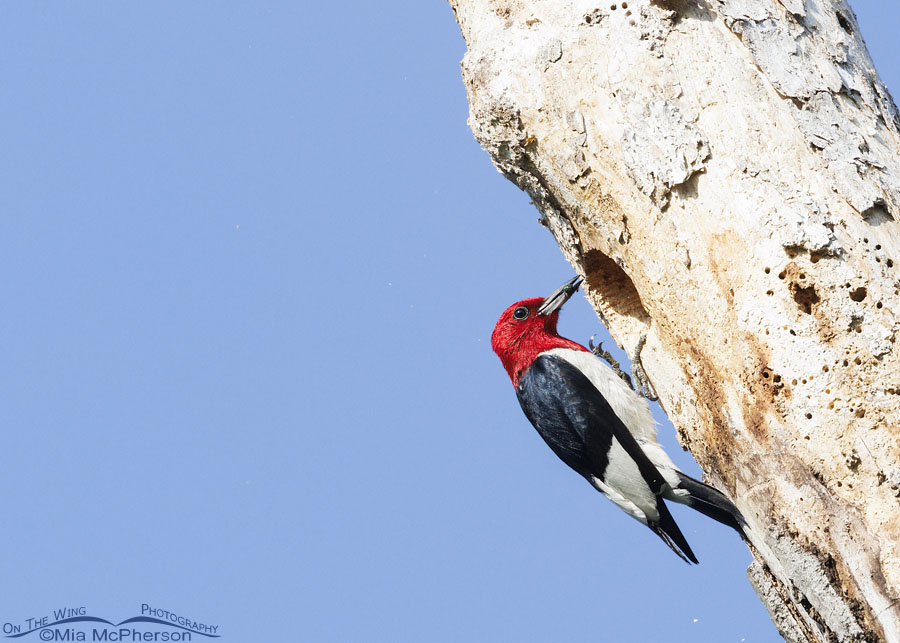 Red-headed Woodpecker with a beetle for its young, Sequoyah National Wildlife Refuge, Oklahoma