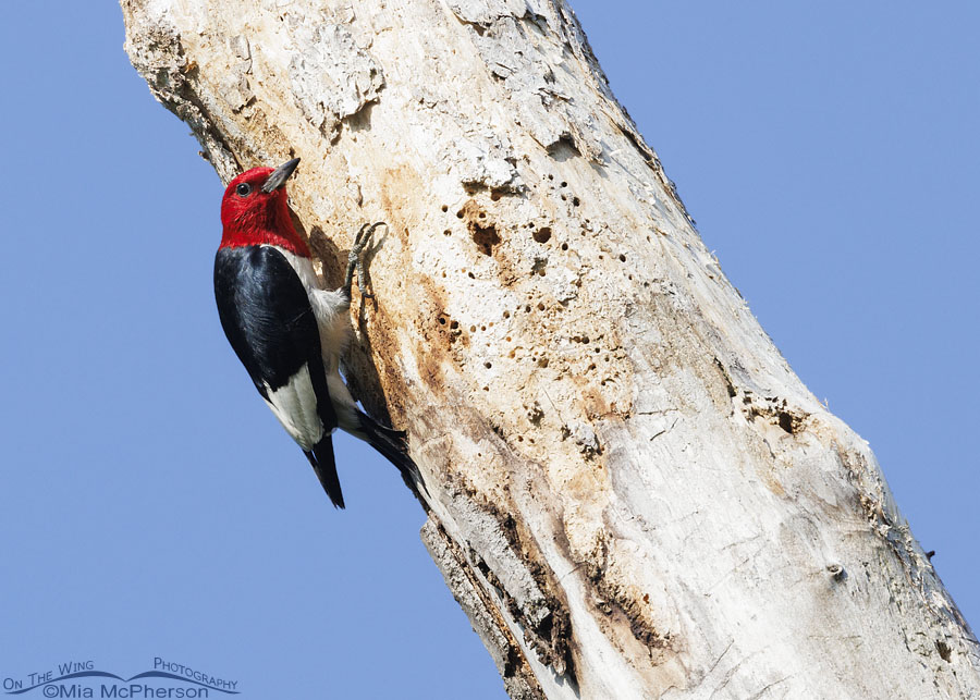 Red-headed Woodpecker about to take flight, Sequoyah National Wildlife Refuge, Oklahoma