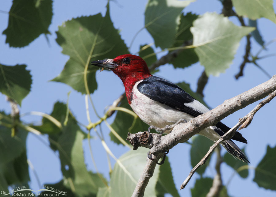 Red-headed Woodpecker with a mayfly, Sequoyah National Wildlife Refuge, Oklahoma
