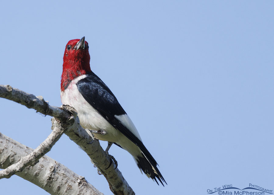 Red-headed Woodpecker on a bare branch, Sequoyah National Wildlife Refuge, Oklahoma