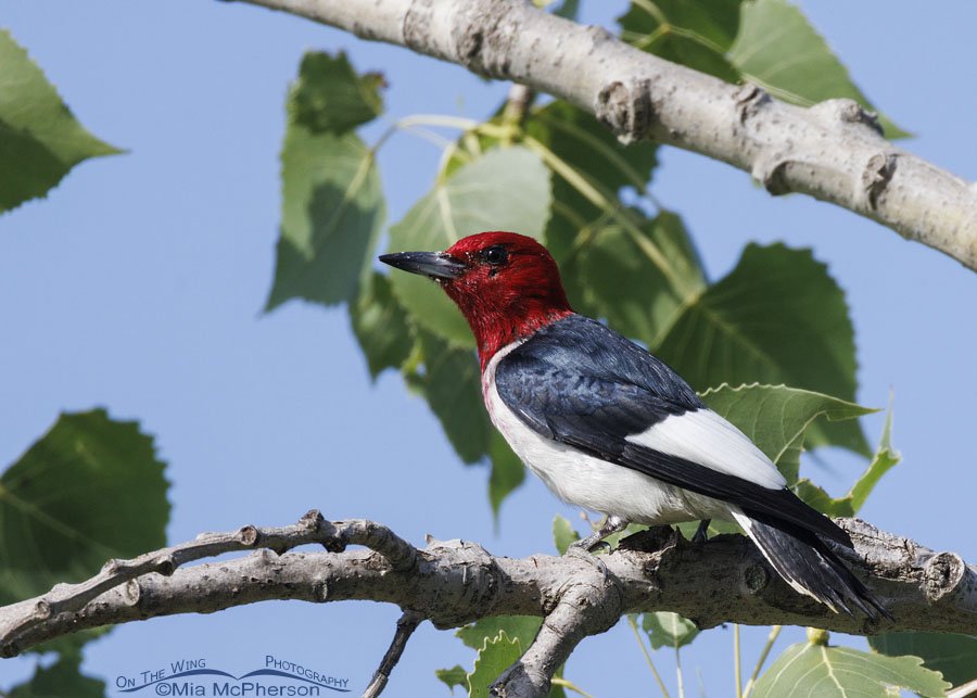 Red-headed Woodpecker adult in a cottonwood, Sequoyah National Wildlife Refuge, Oklahoma
