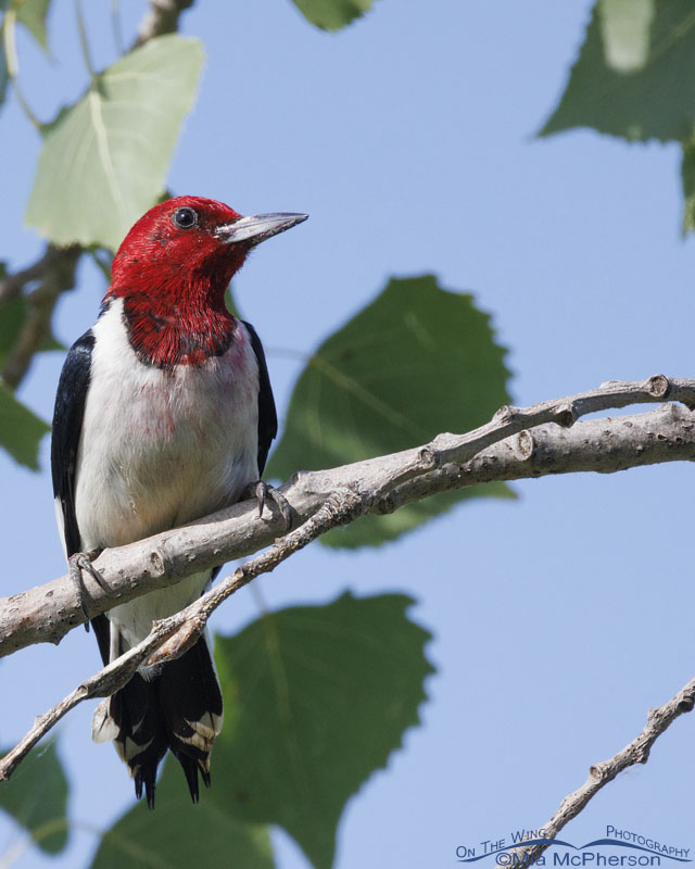 Adult Red-headed Woodpecker at Sequoyah NWR, Sequoyah National Wildlife Refuge, Oklahoma