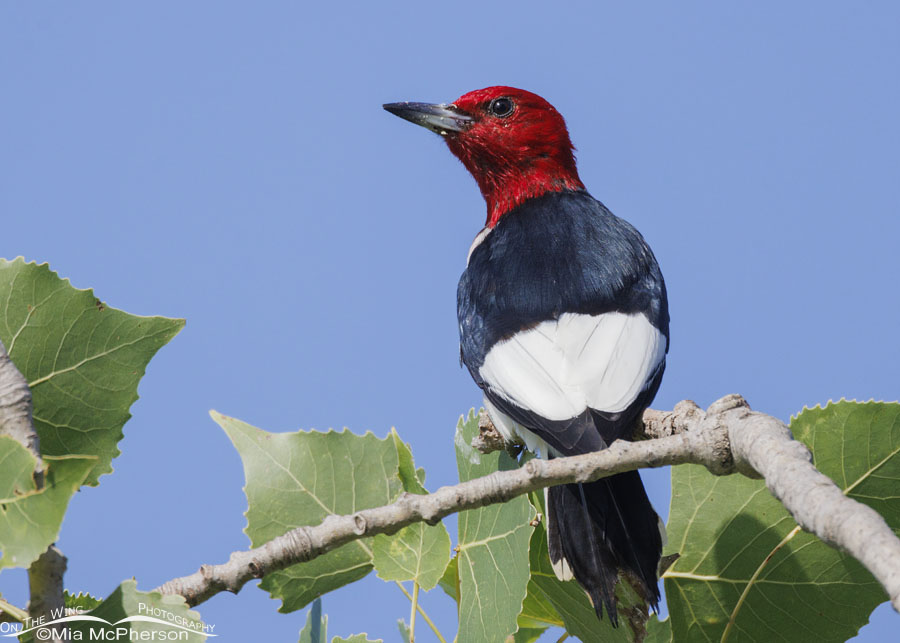Back view of a Red-headed Woodpecker, Sequoyah National Wildlife Refuge, Oklahoma