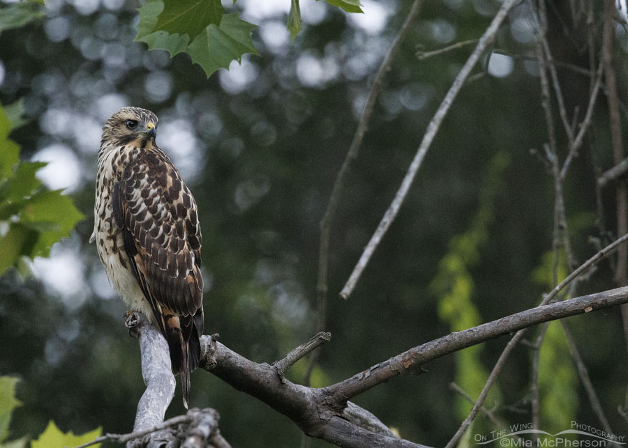 Immature Red-shouldered Hawk at Sequoyah NWR, Oklahoma