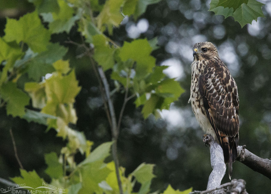 Young Red-shouldered Hawk in a hardwood forest in Oklahoma, Sequoyah National Wildlife Refuge, Oklahoma