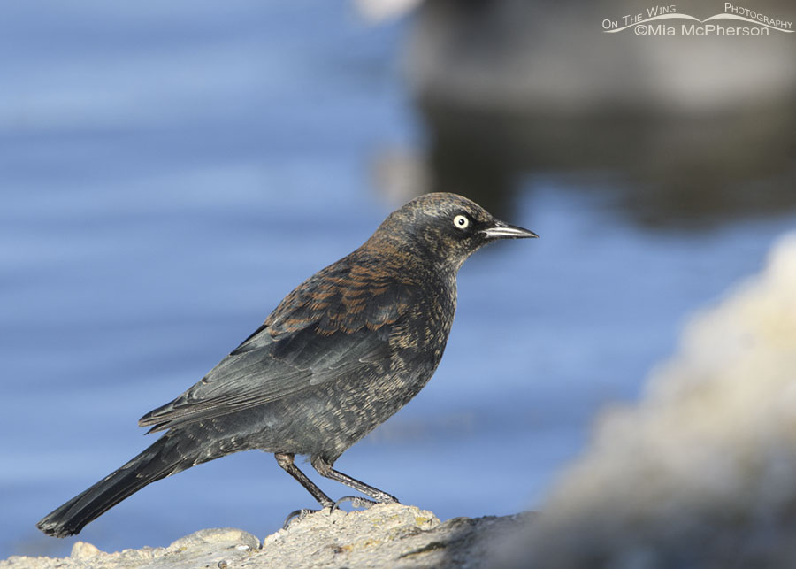 Adult male Rusty Blackbird at Glover Pond, Farmington Bay WMA, Davis County, Utah