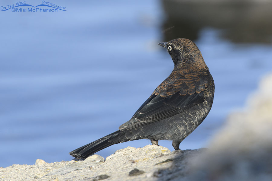 Back view of an adult male Rusty Blackbird in nonbreeding plumage, Farmington Bay WMA, Davis County, Utah