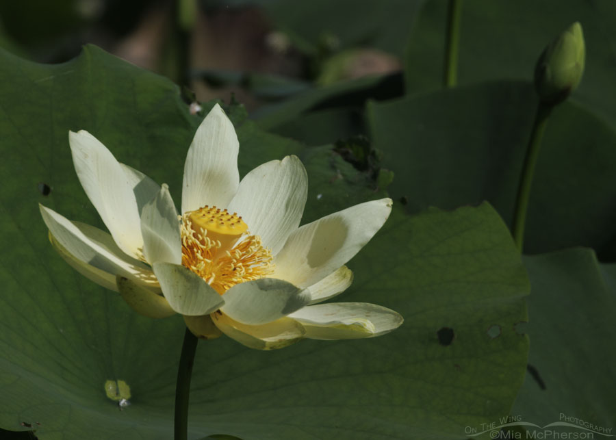 Blooming American Lotus at Sequoyah NWR, Oklahoma