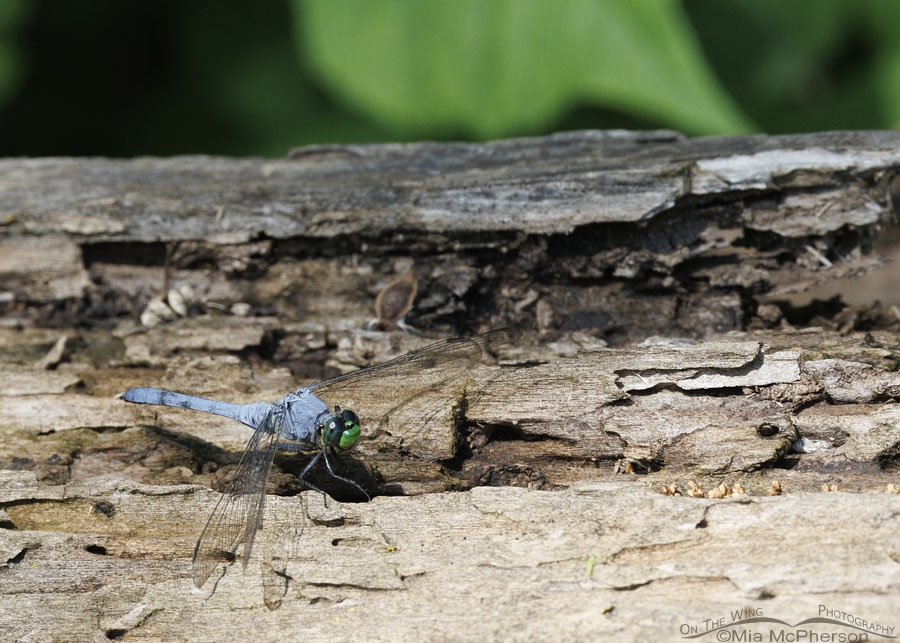 Eastern Pondhawk Dragonfly Images