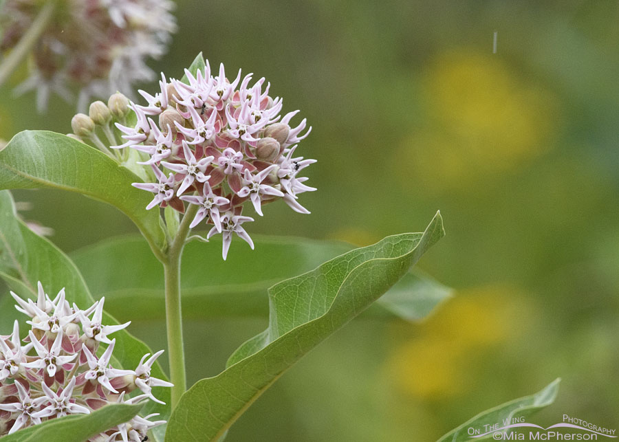 Showy Milkweed and a raindrop, Wasatch Mountains, Morgan County, Utah