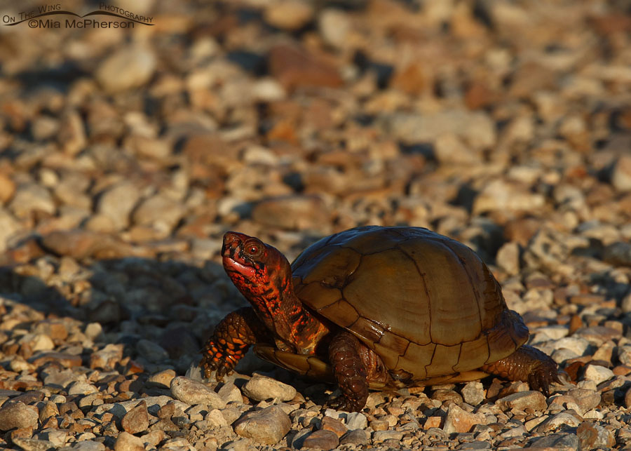 Three-toed Box Turtle glowing in morning light, Sequoyah National Wildlife Refuge, Oklahoma