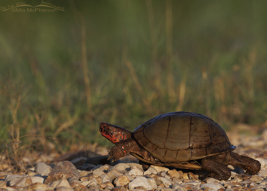 Three-toed Box Turtle on the move, Sequoyah National Wildlife Refuge, Oklahoma