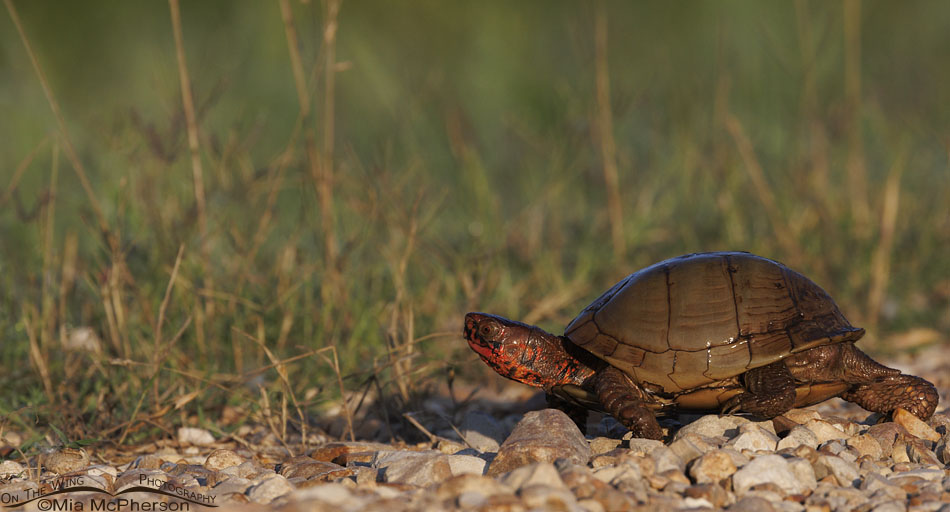 Three-toed Box Turtle at Sequoyah NWR, Oklahoma