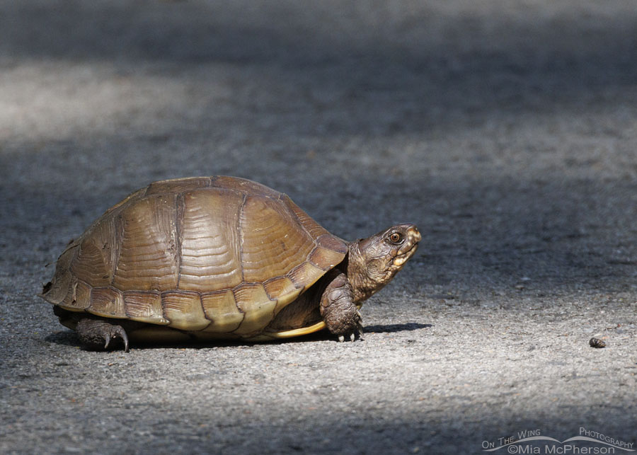 Three-toed Box Turtle in a natural spotlight, Sequoyah National Wildlife Refuge, Oklahoma