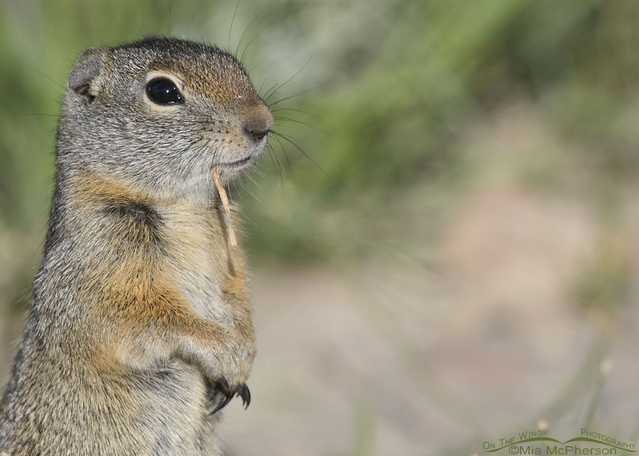 Young Uinta Ground Squirrel in summer, Wasatch Mountains, Summit County, Utah