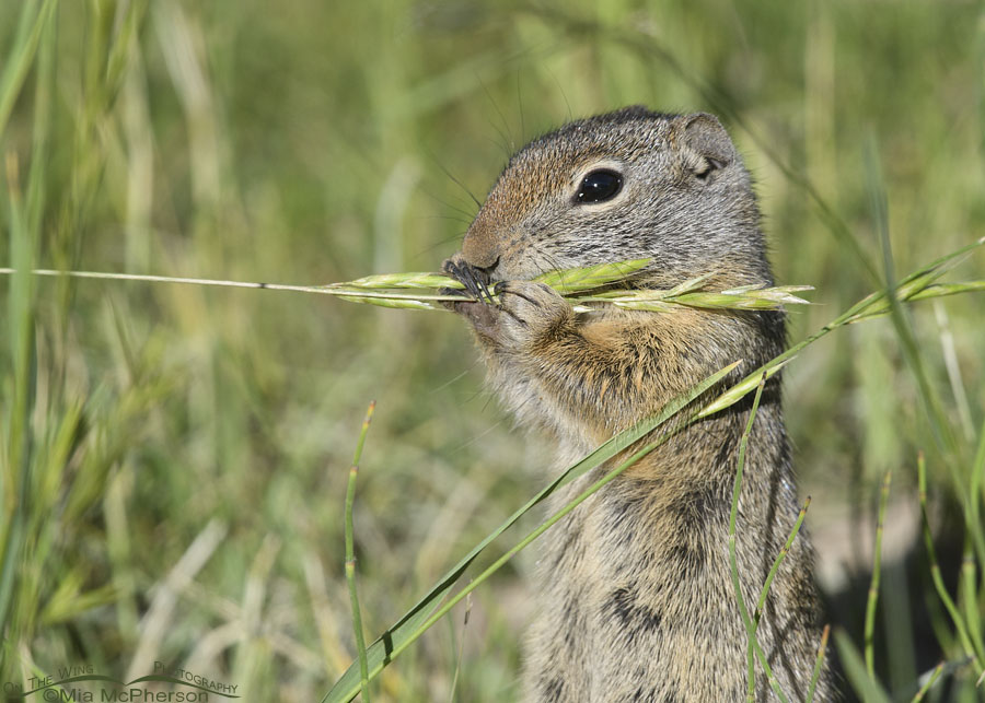Young Uinta Ground Squirrel munching grass seeds, Wasatch Mountains, Summit County, Utah