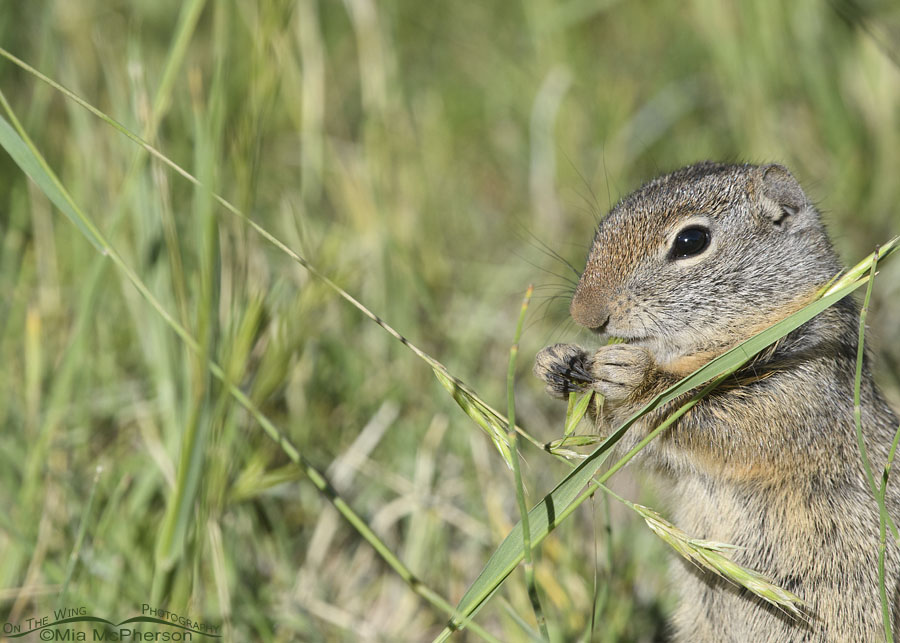 Summer Uinta Ground Squirrel nibbling grass seeds, Wasatch Mountains, Summit County, Utah