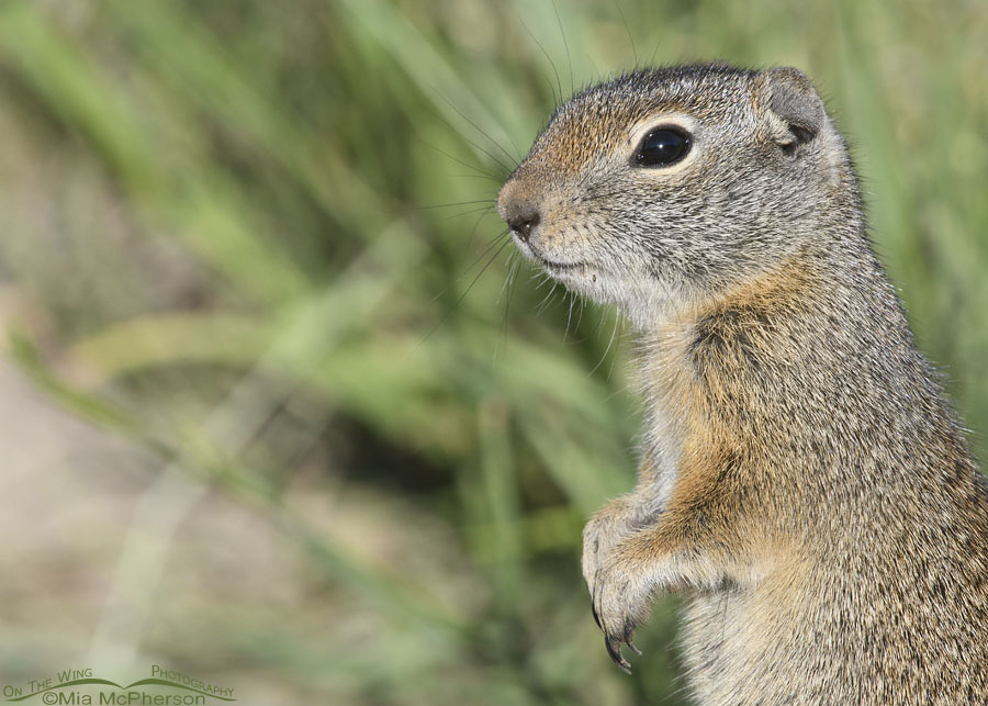 Summer young Uinta Ground Squirrel close up, Wasatch Mountains, Summit County, Utah
