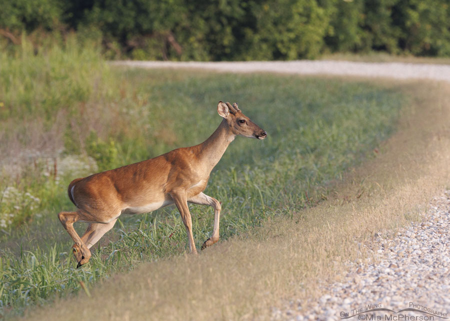 Young White-tailed Deer buck in Oklahoma, Sequoyah National Wildlife Refuge, Oklahoma